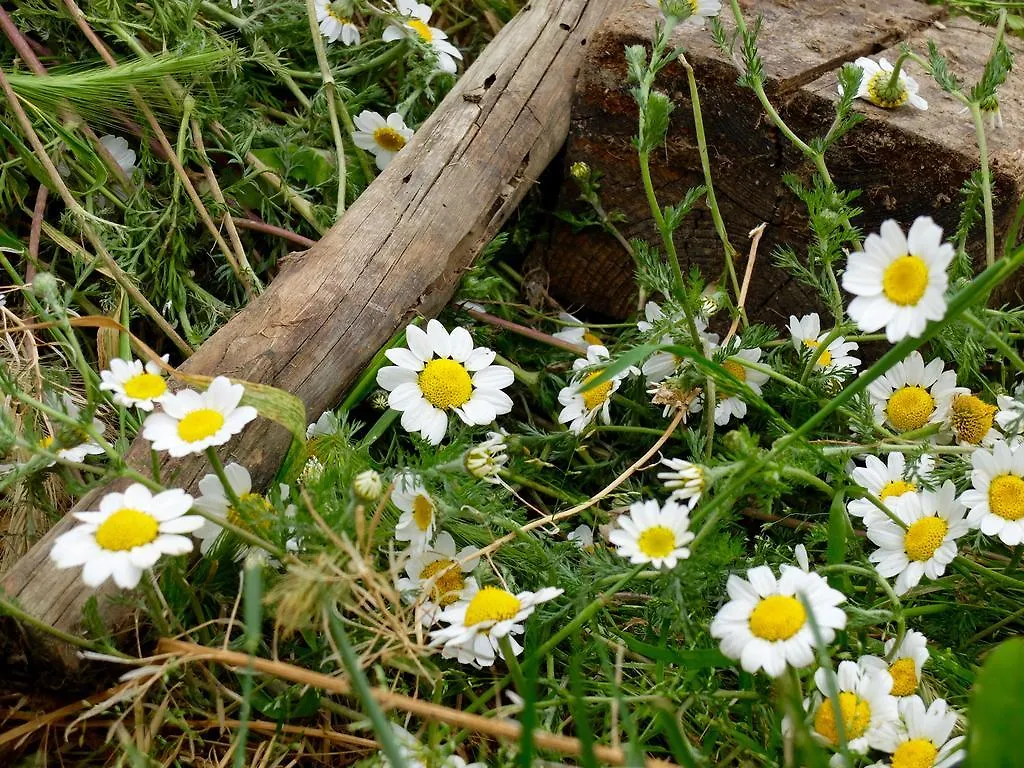 Alberola Abadia De Cal Besso 아파트